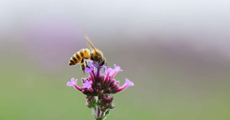 Oristano: Discover the Products of the Beehive - Group Size and Languages