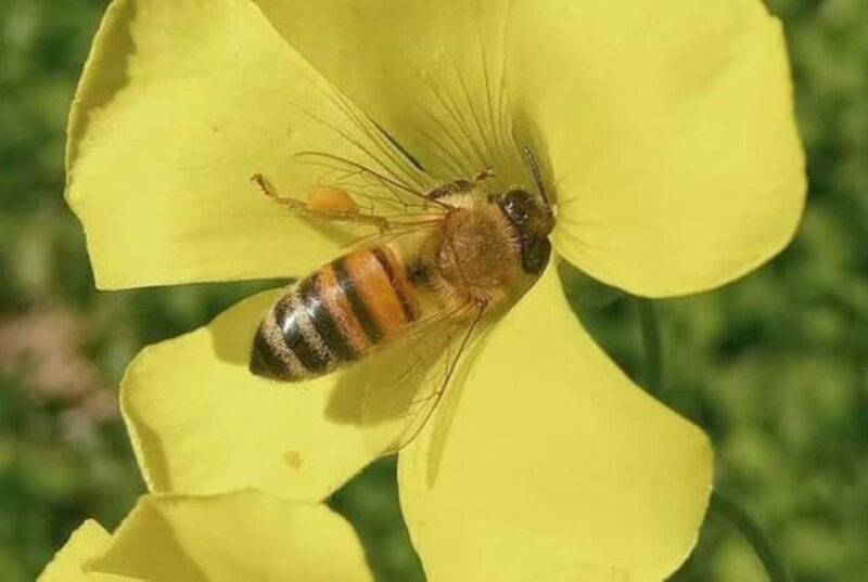 Oristano: Discover the Products of the Beehive - Insights Into Beehive Life