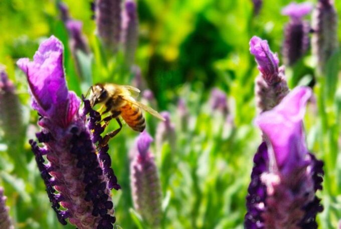 Oristano: Discover the Products of the Beehive - Ecological Importance of Bees