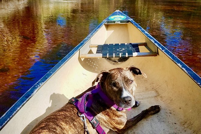 Orlando Alligator Experience - Itinerary