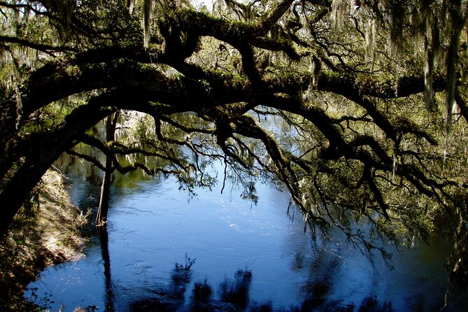Orlando Alligator Experience - Wildlife Encounters