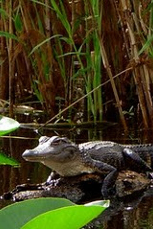 Orlando Alligator Experience: Day-Trip From Orlando - A Scenic Paddle Through Florida’s Wild River