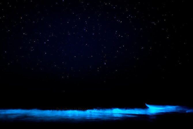 Orlando Bioluminescence Kayak and Swim Adventure - Bioluminescence Phenomenon