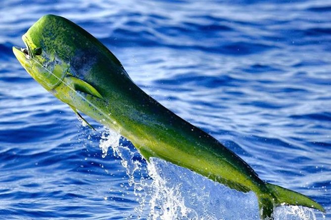 Orlando Deep Sea Fishing Charter - Tips for an Enjoyable Trip