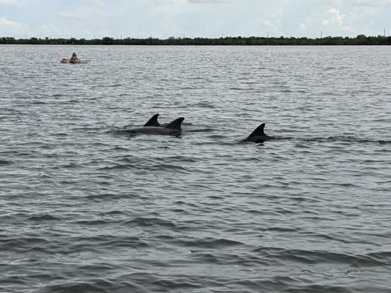 Orlando: Dolphin Clear Kayak or Paddle Board Adventure - Key Points