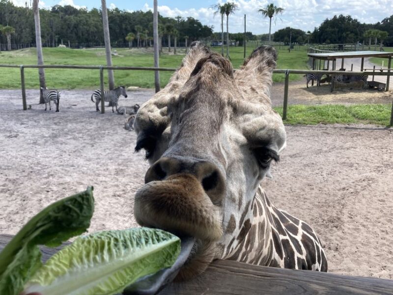 Orlando: Drive-Thru Safari Park at Wild Florida - Highlights of the Experience