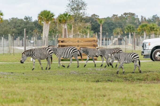 Orlando: Drive-Thru Safari Park at Wild Florida - Planning Your Visit