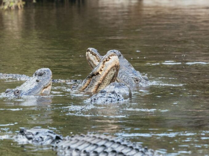 Orlando: Drive-Thru Safari Park at Wild Florida - Frequently Asked Questions