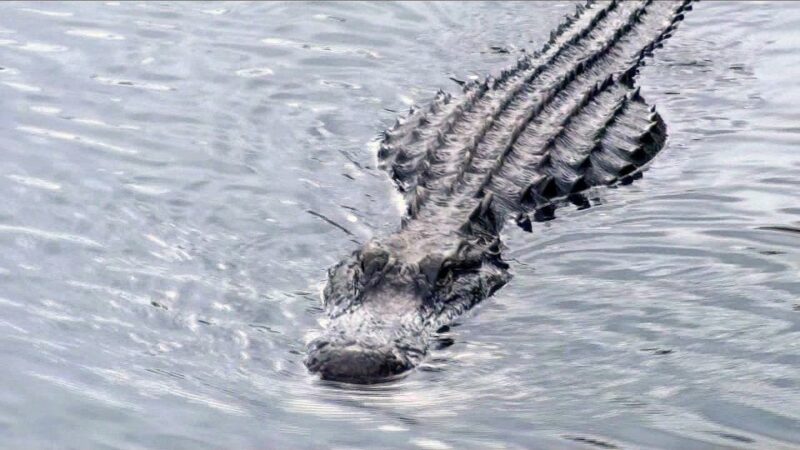 Orlando: Everglades Airboat Ride and Wildlife Park Ticket - Key Points