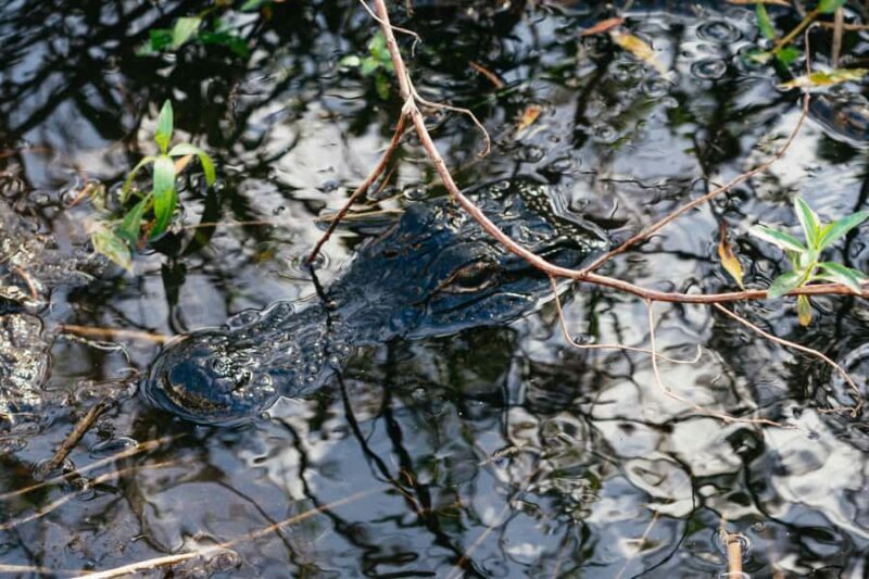 Orlando: Florida Everglades Wildlife Airboat Tour - Key Points