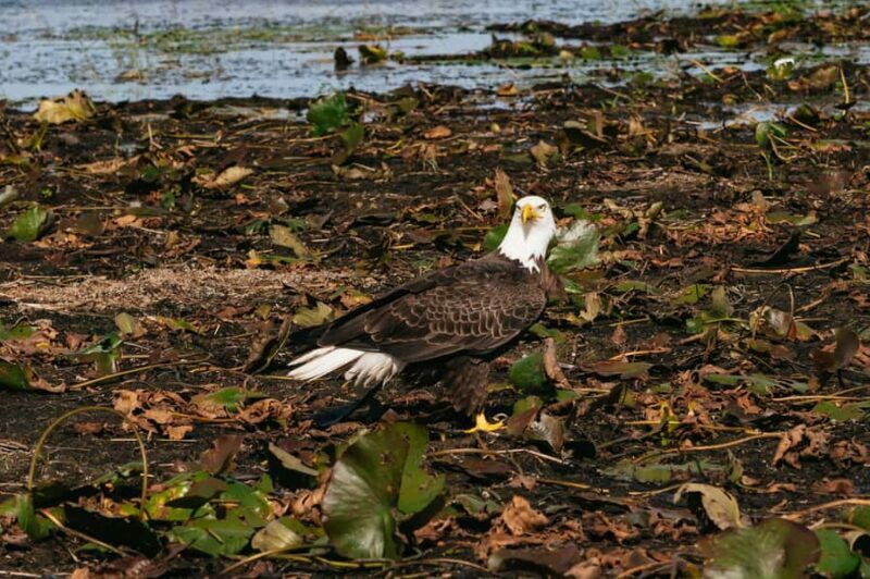 Orlando: Florida Everglades Wildlife Airboat Tour - Practical Details: What to Expect and How to Prepare