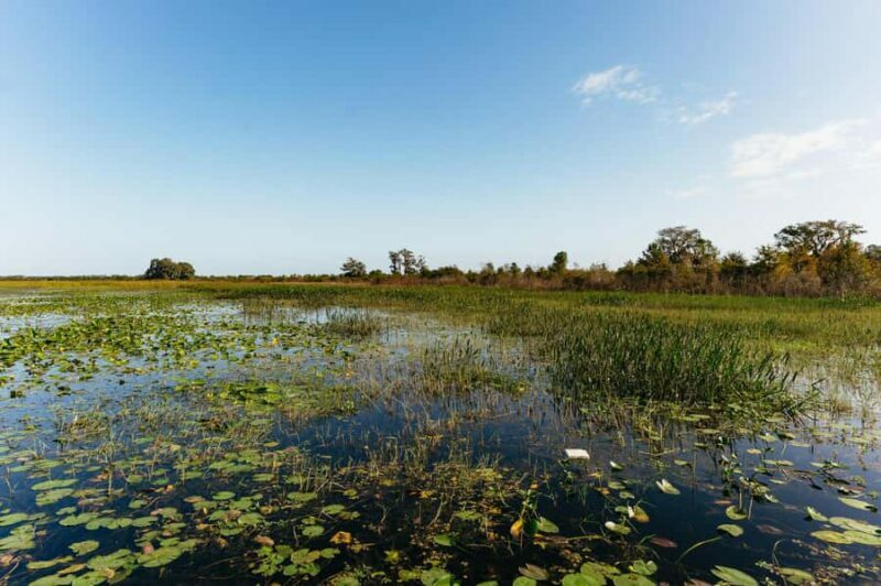 Orlando: Florida Everglades Wildlife Airboat Tour - What Travelers Say: Authentic Perspectives