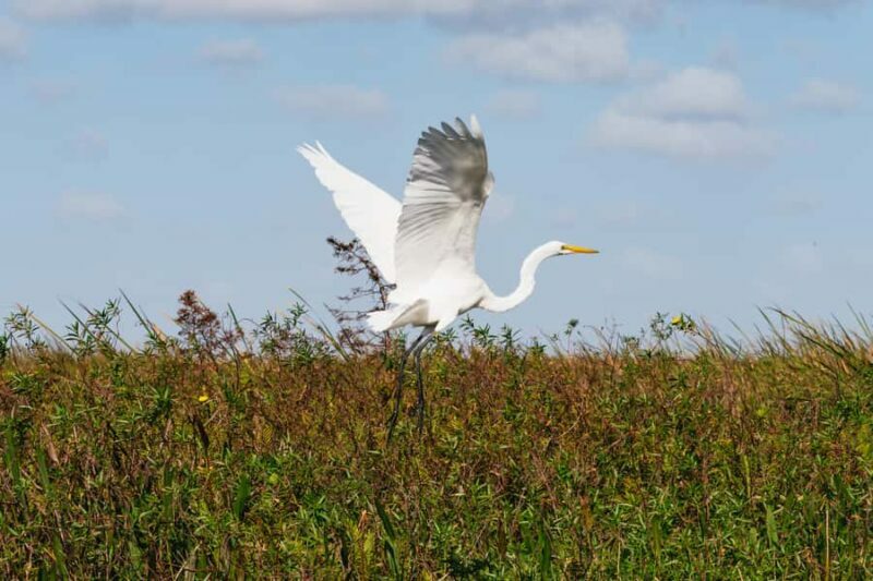 Orlando: Florida Everglades Wildlife Airboat Tour - Final Thoughts: Is It Worth It?