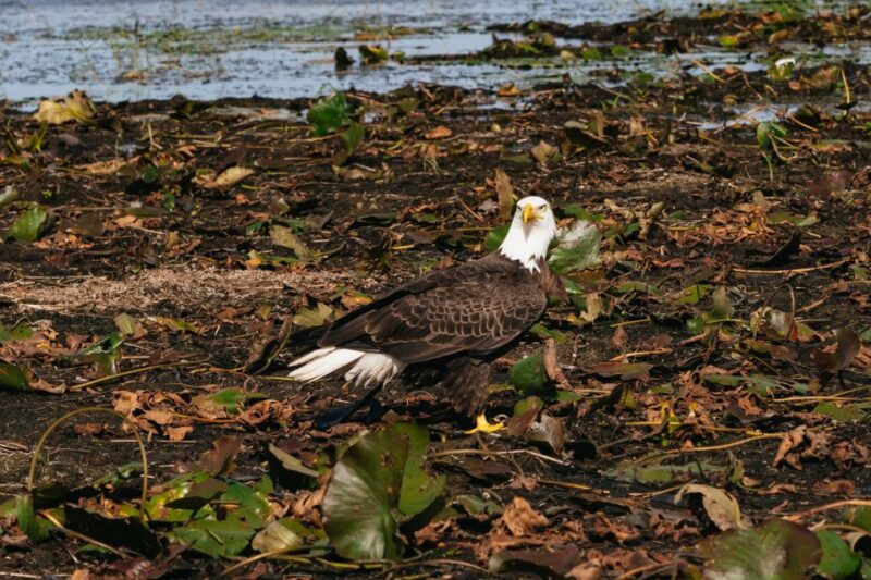 Orlando: Florida Everglades Wildlife Airboat Tour - Inclusions and Recommendations