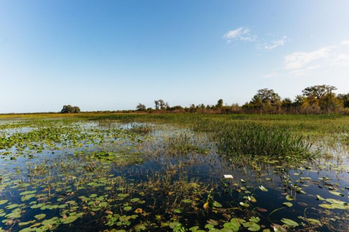 Orlando: Florida Everglades Wildlife Airboat Tour - Wildlife Sightings and Highlights