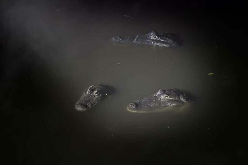 Orlando: Gatorland Flashlight Tour at Night - The Itinerary Breakdown: What Will You Experience?