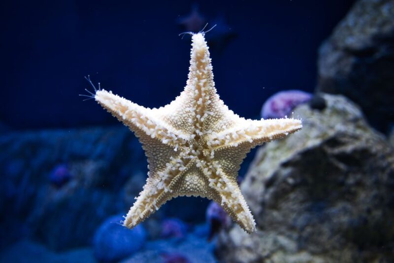Orlando: Madame Tussauds and SEA LIFE Aquarium Combo Ticket - Visitor Experience