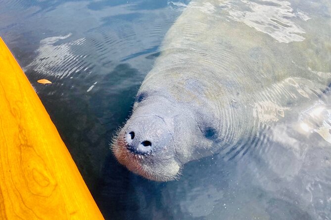 Orlando Manatee and Natural Spring Adventure Tour at Blue Springs - Spotting Wildlife Along the Way