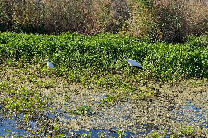 Orlando Manatee and Natural Spring Adventure Tour at Blue Springs - Traveler Reviews and Ratings