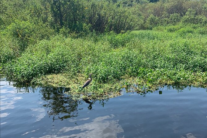 Orlando Manatee and Olde Florida History Adventure Tour - Accessibility and Participation
