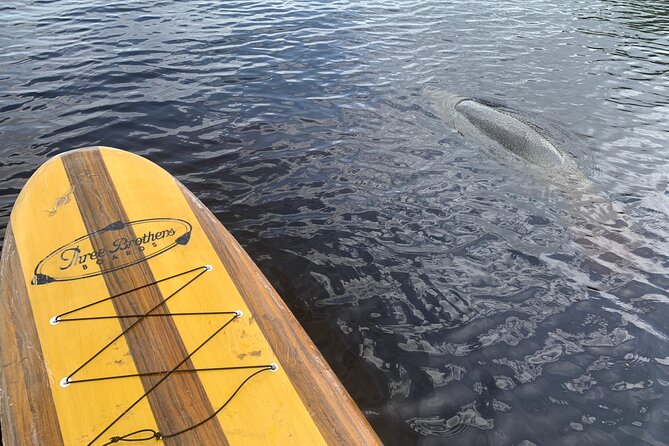 Orlando Manatee and Olde Florida History Adventure Tour - Manatee Encounter