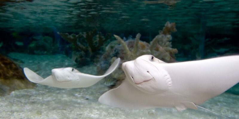 Orlando: SEA LIFE Orlando Aquarium - Preparing for Your Visit