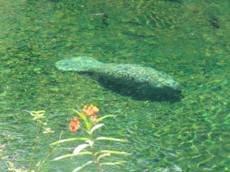 Orlando: Small Group Manatee Discovery Kayak Tour - Inclusions
