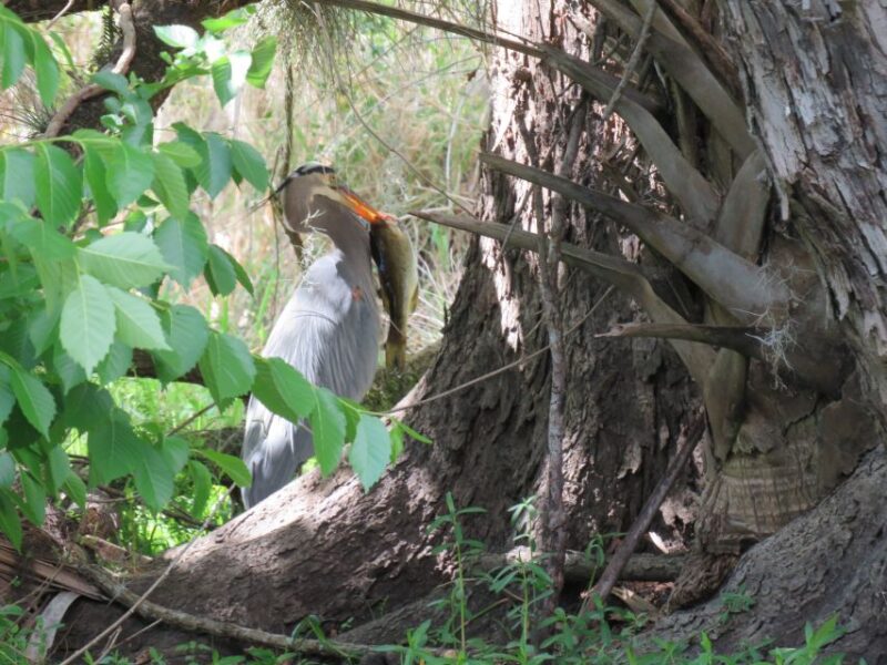 Orlando: Small Group Manatee Discovery Kayak Tour - Booking Information