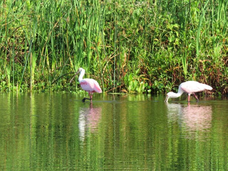 Orlando: Small Group Manatee Discovery Kayak Tour - Customer Feedback