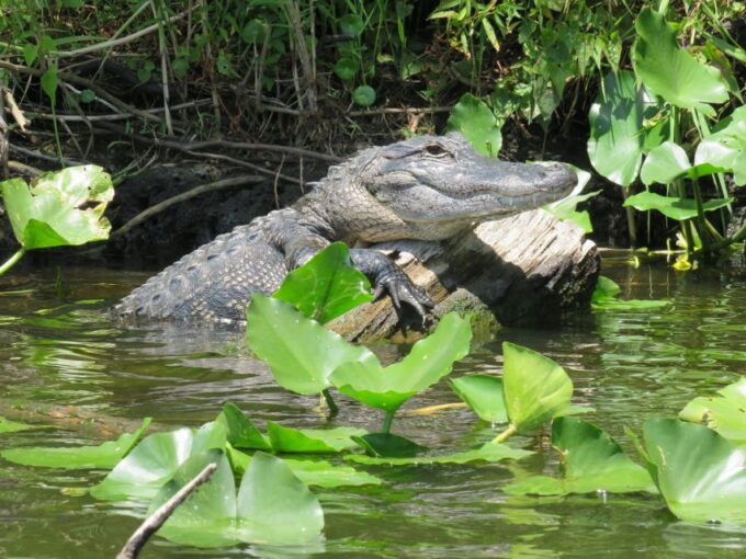 Orlando: Small Group Manatee Discovery Kayak Tour - Tour Location