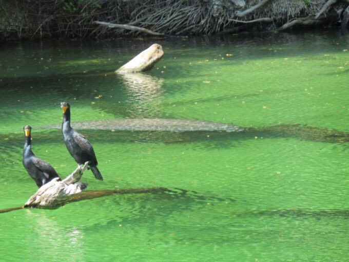 Orlando: Small Group Manatee Discovery Kayak Tour - Tour Duration