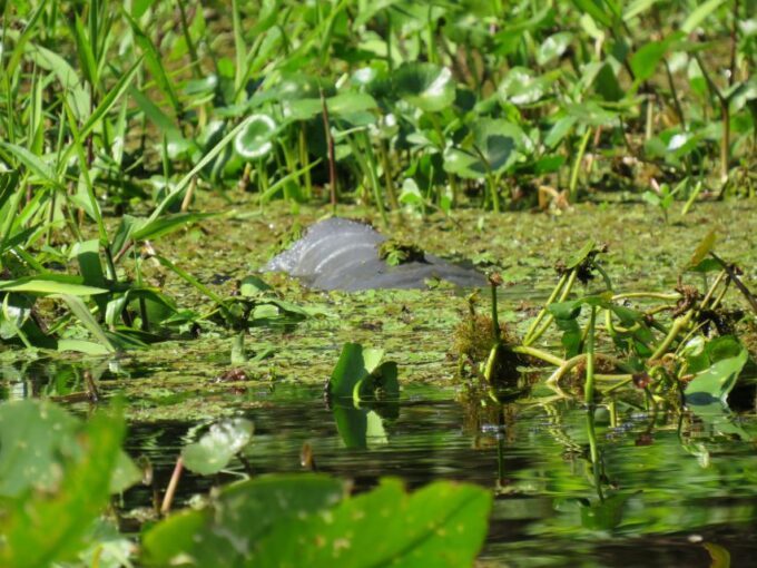 Orlando: Small Group Manatee Discovery Kayak Tour - Group Size and Languages