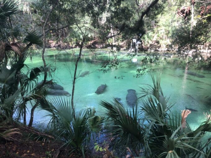 Orlando: Small Group Manatee Discovery Kayak Tour - Frequently Asked Questions