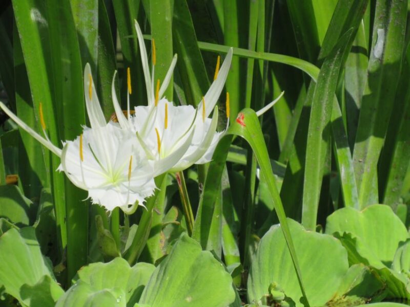 Orlando: Small Group Rock Springs Run Kayak Tour - Inclusions and Requirements