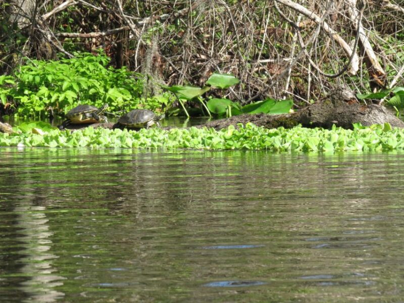 Orlando: Small Group Rock Springs Run Kayak Tour - Customer Reviews and Recommendations