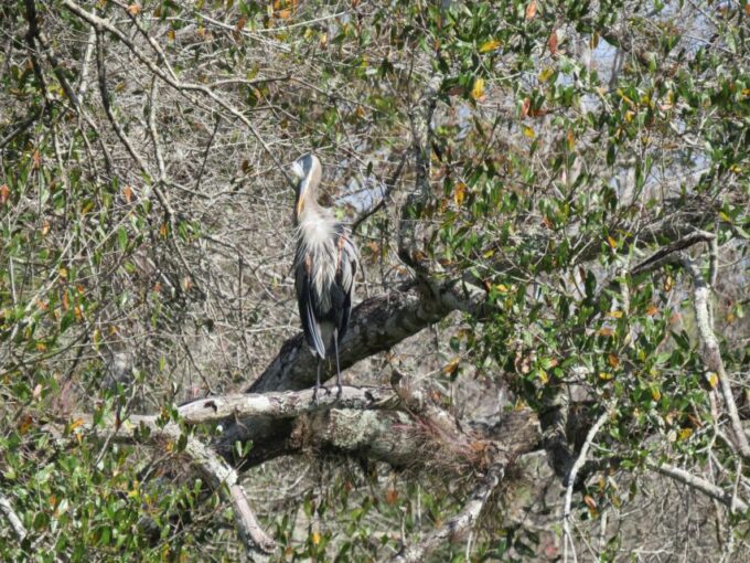 Orlando: Small Group Rock Springs Run Kayak Tour - Timucuan Tribal History