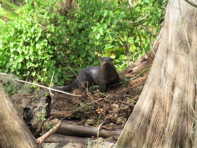 Orlando: Small Group Rock Springs Run Kayak Tour - Booking and Cancellation Policy