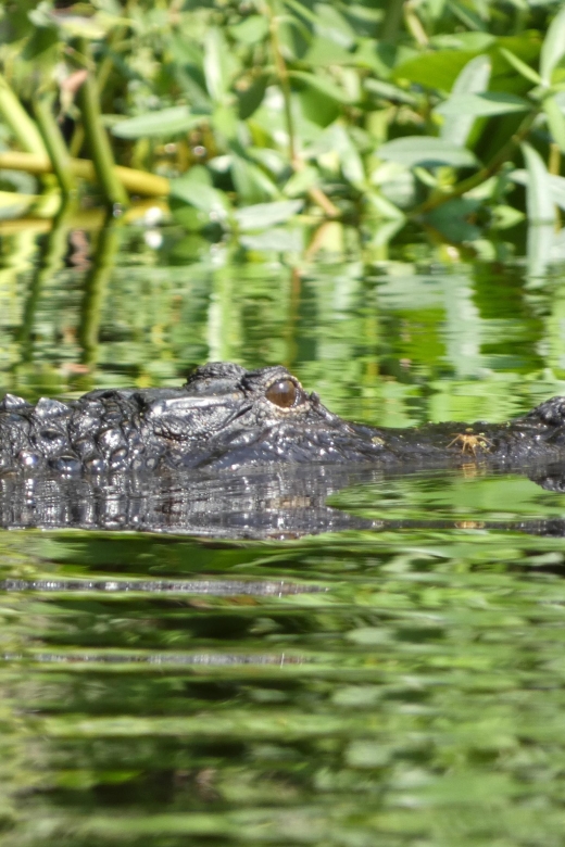 Orlando: Small Group Scenic Wekiva River Kayak Tour - Key Points