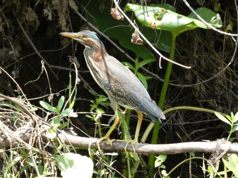 Orlando: Small Group Scenic Wekiva River Kayak Tour - Safety and Expertise