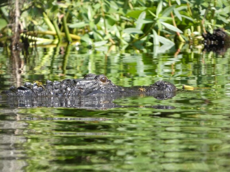 Orlando: Small Group Scenic Wekiva River Kayak Tour - Cancellation and Reservations
