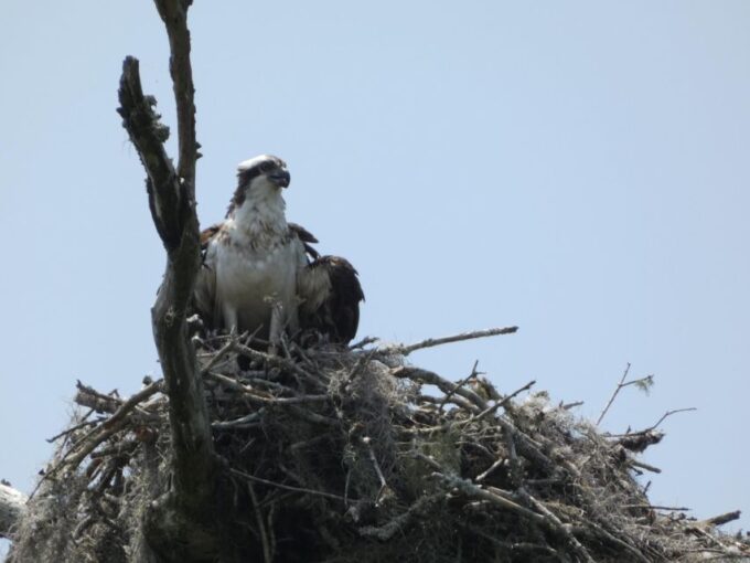 Orlando: Small Group Scenic Wekiva River Kayak Tour - Frequently Asked Questions
