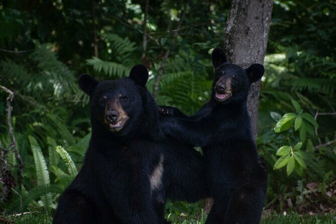 Orlando Wildlife Safari Hike with a Wildlife Photographer - An In-Depth Look at the Experience
