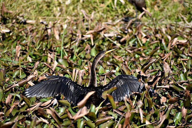 Orlando Wildlife Safari Hike with a Wildlife Photographer - FAQ