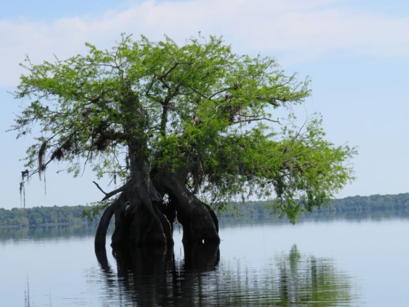 Orlandos Lake Norris: 5-Hour Kayak Explorer Tour With Lunch - Knowledgeable Guide Insights