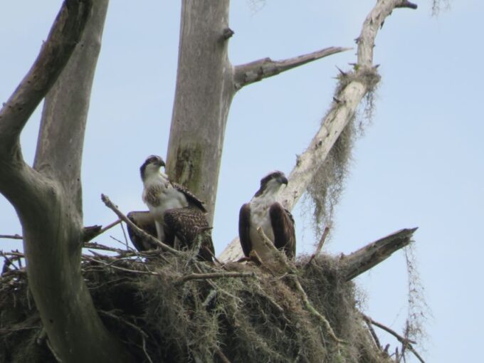 Orlandos Lake Norris: 5-Hour Kayak Explorer Tour With Lunch - Booking and Important Information