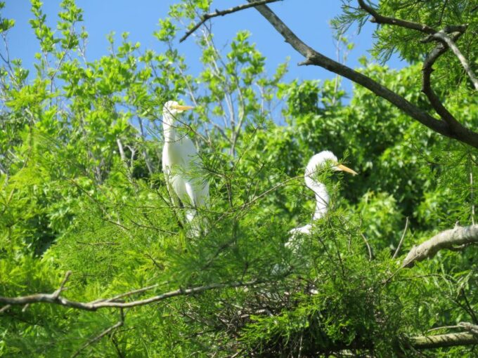 Orlandos Lake Norris: 5-Hour Kayak Explorer Tour With Lunch - Frequently Asked Questions