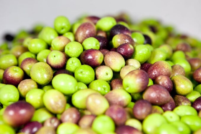 Oro Bailén: Explore the Oil Mill + Tasting - FAQ