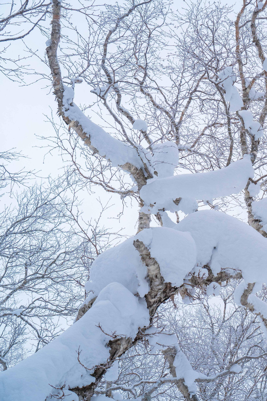Orofure Pass Half-day Snowshoeing Tour - Experience Highlights