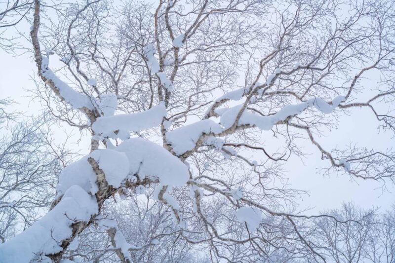 Orofure Pass Half-day Snowshoeing Tour - Panoramic Views and Snowshoeing Adventure