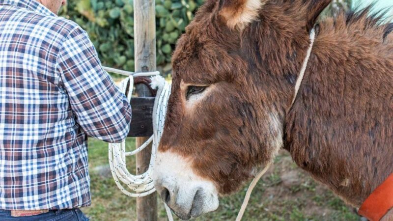 Orosei Gulf: 3 Days Trekking With Donkeys - Booking and Cancellation Policy